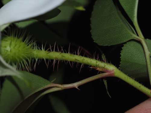 Rosa laevigata