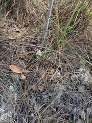 Rhynchospora floridensis