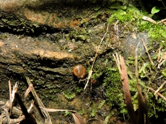 Euconulidae