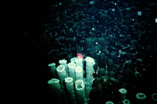 Pteragogus variabilis observed 2001-10-20