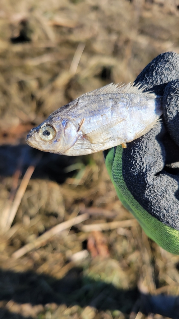 Shiner Perch