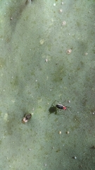 Hesperolabops gelastops