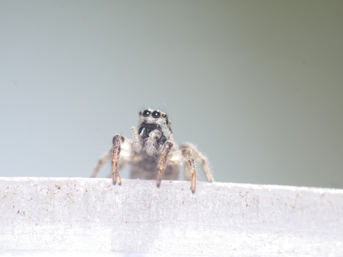Zebra jumping spider