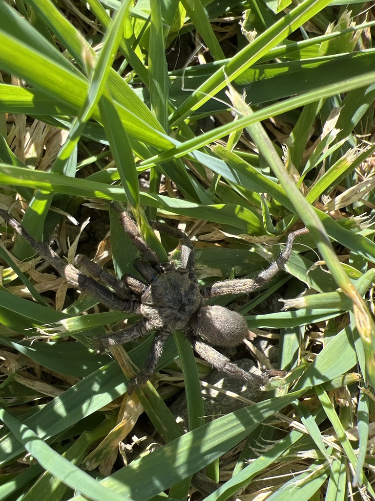 False Tarantula from Golden Gate National Recreation Area, Pacifica, CA ...