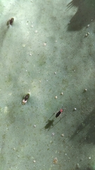 Hesperolabops gelastops