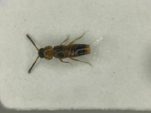Mocyta scopula