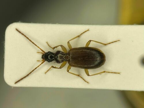Oxypselaphus pusillus