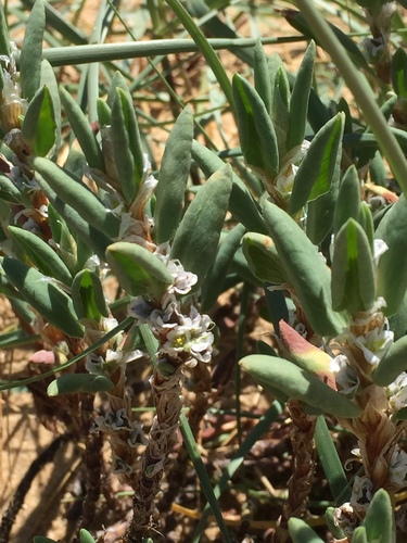 Polygonum maritimum (Polygonum maritimum)