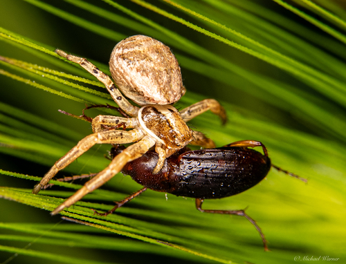 Red-collared Harp Ground Beetle photo 6