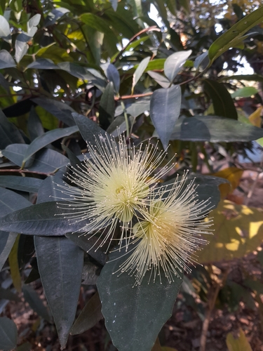 Rose-apple