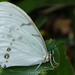 White Morpho - Photo (c) Luis Macotela, some rights reserved (CC BY-NC), uploaded by Luis Macotela