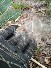 Asclepias humistrata image