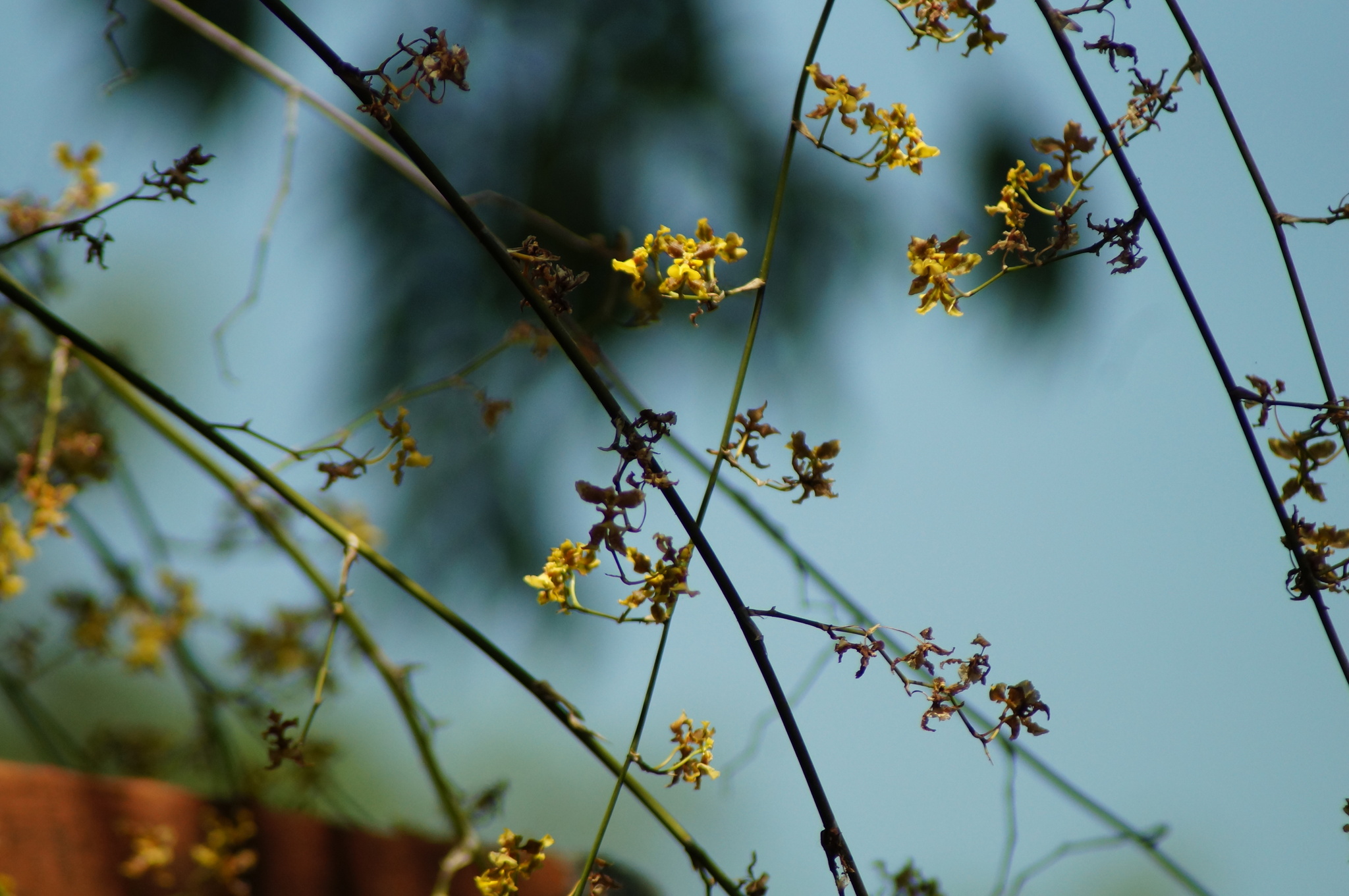 Imagem de Chuva-de-ouro