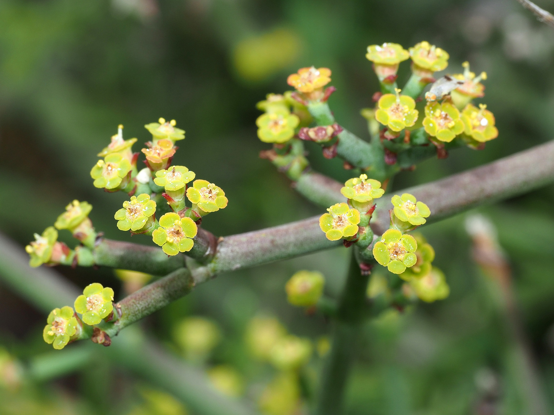 Euphorbia rhombifolia