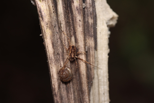 Spring Harvestman, 1771 Wieringerwerf, Nederland, photo 10 of 10
