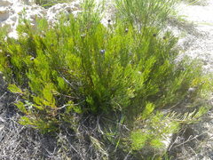 Serruria furcellata