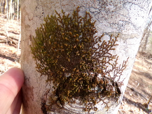 Image of Frullania asagrayana by (c) Grace Merkert, some rights reserved (CC BY)