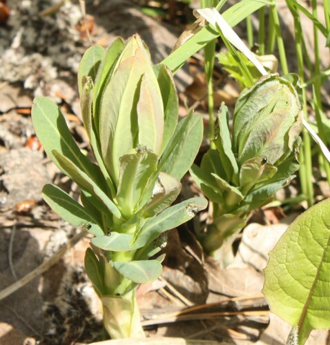 Image of Euphorbia pilosa by (c) Татьяна Максимова, some rights reserved (CC BY)