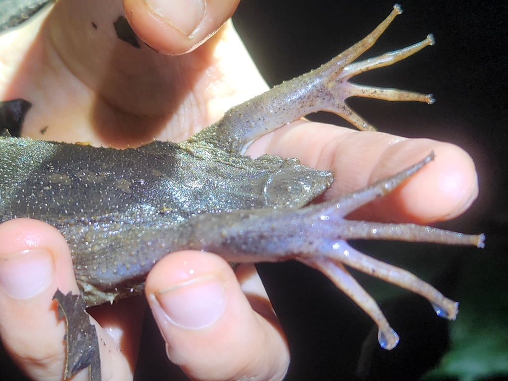 Suriname Toad from 17000, Peru on March 2, 2024 at 07:55 PM by ...