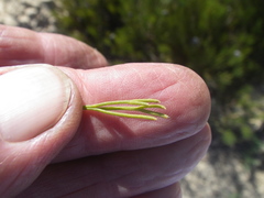 Serruria furcellata