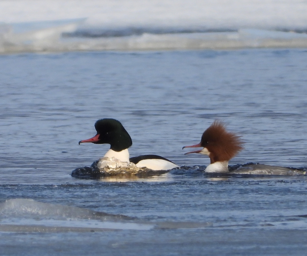 iNaturalist.org. Yaman Omran, г.Новочебоксарск Чувашия, март 2024