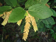 Flemingia strobilifera image