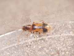 Notoxus monoceros