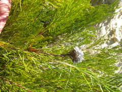 Serruria furcellata