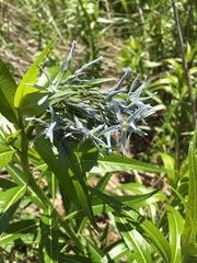 Amsonia illustris
