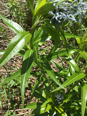 Amsonia illustris
