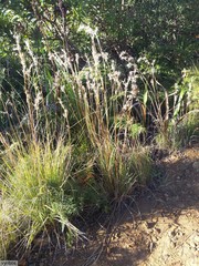 Cymbopogon marginatus