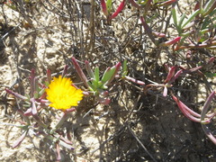 Lampranthus explanatus