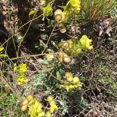 Biscutella laevigata