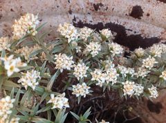 Pimelea aridula