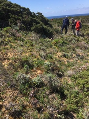 Biscutella laevigata