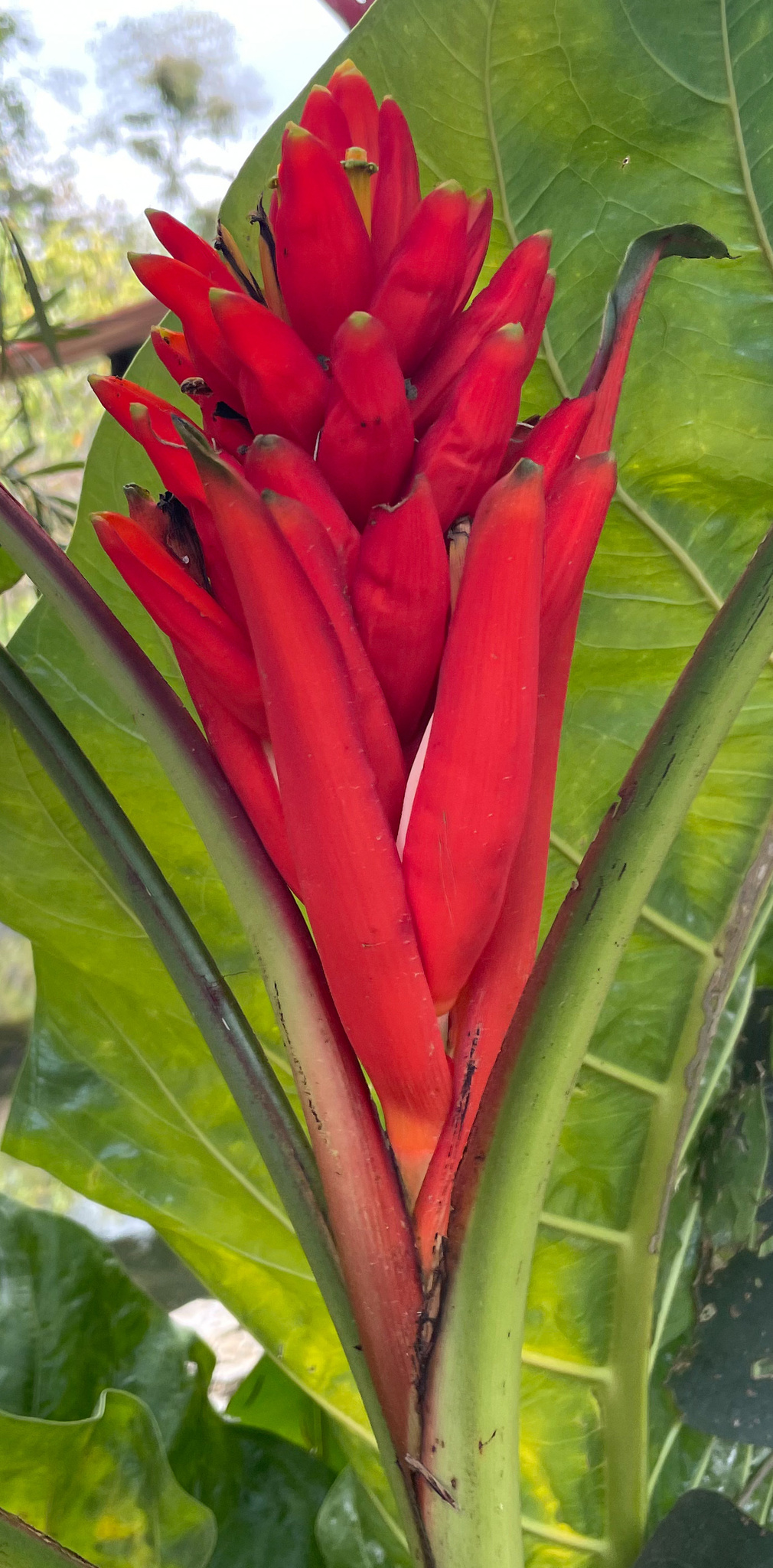 Imagem de Bananeira-vermelha