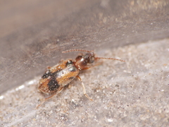 Notoxus monoceros