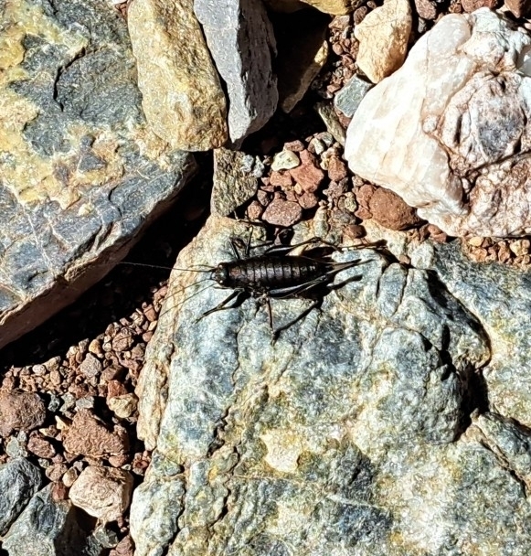 Apteropedetes