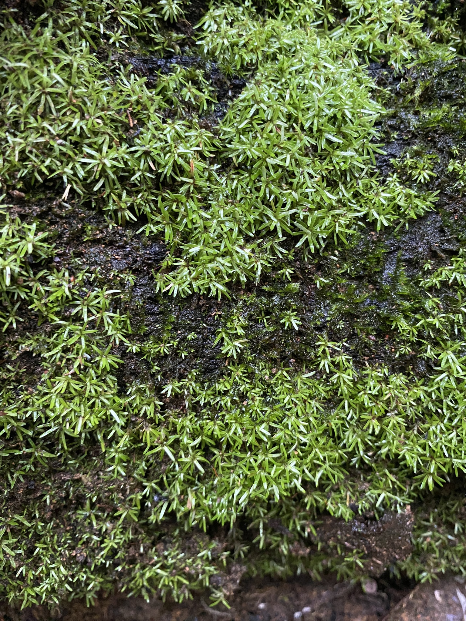 Octoblepharum albidum