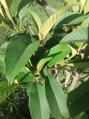Citharexylum subflavescens (Citharexylum subflavescens)