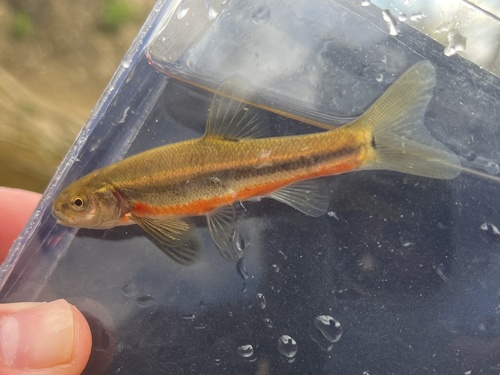 Allegheny pearl dace (Margariscus margarita) — Cyprinidae — 5