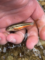 Pearl Dace photo 4