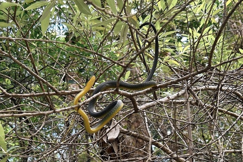Common Tree Snake sighting