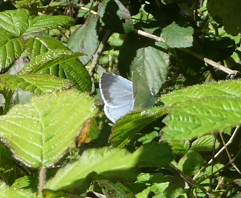 Azuré des nerpruns