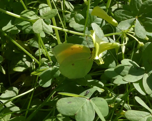 Citron de Provence