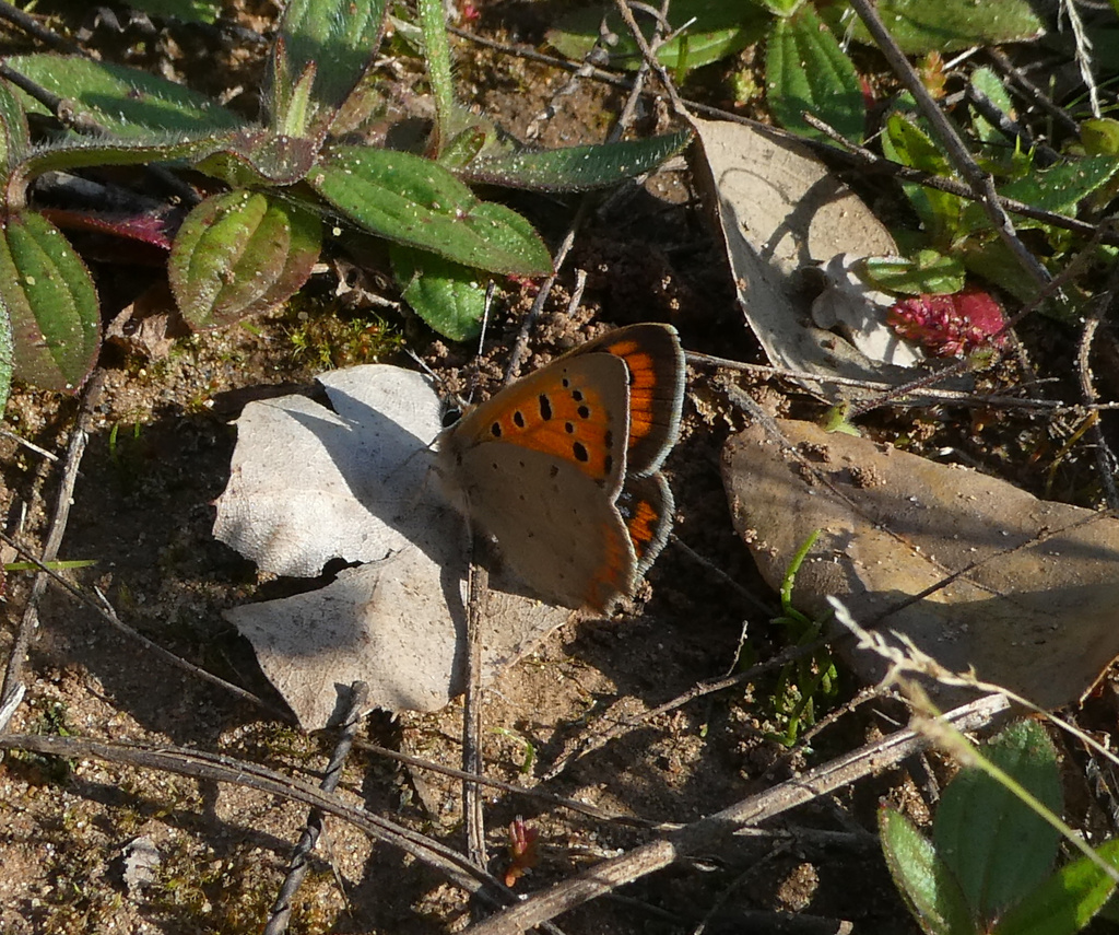 Small Copper