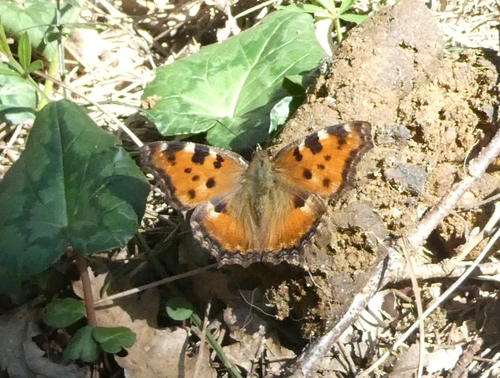 Large Tortoiseshell