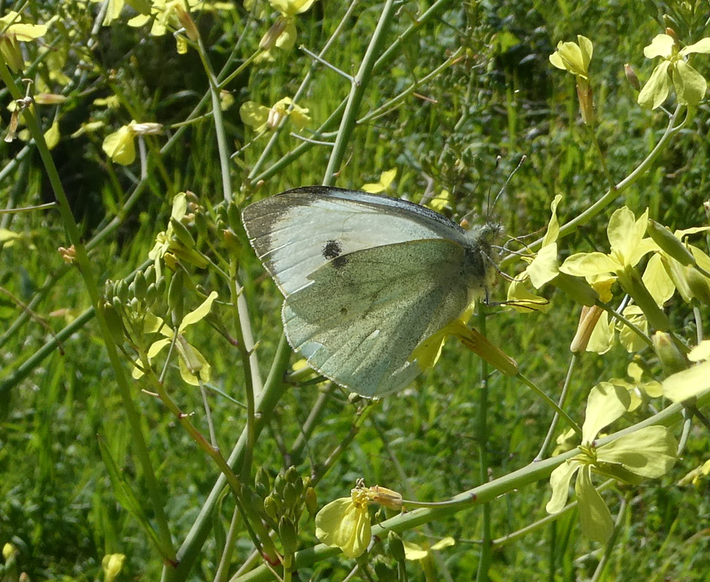 Piéride du chou