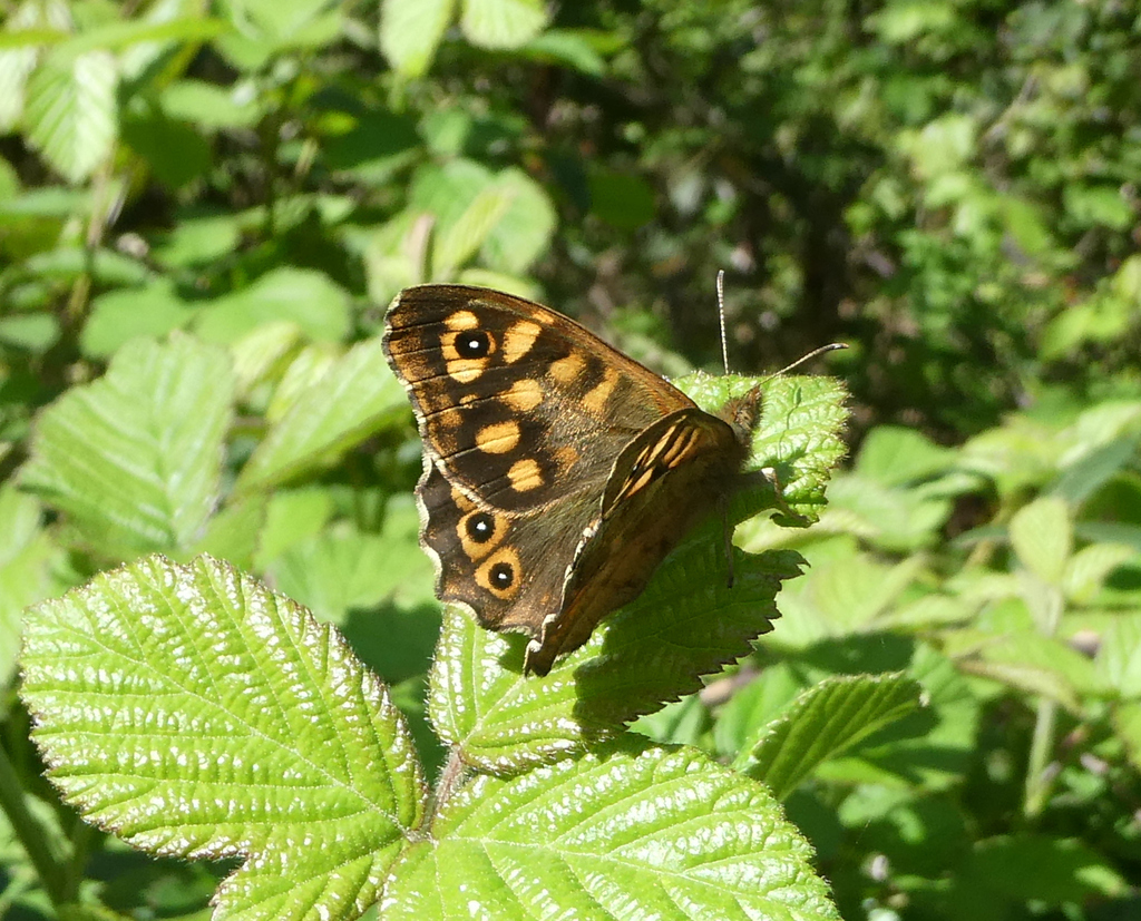 Egeria