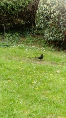 Turdus merula